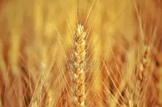 小麦期货价格走势图预测(小麦期货价格走势图预测最新)