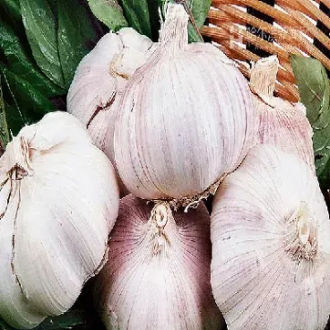 大蒜期货交易市场(大蒜期货交易市场在哪里)