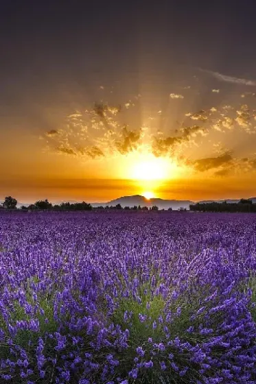 海中期期货大豆2001年每日评述(2003大豆期货)